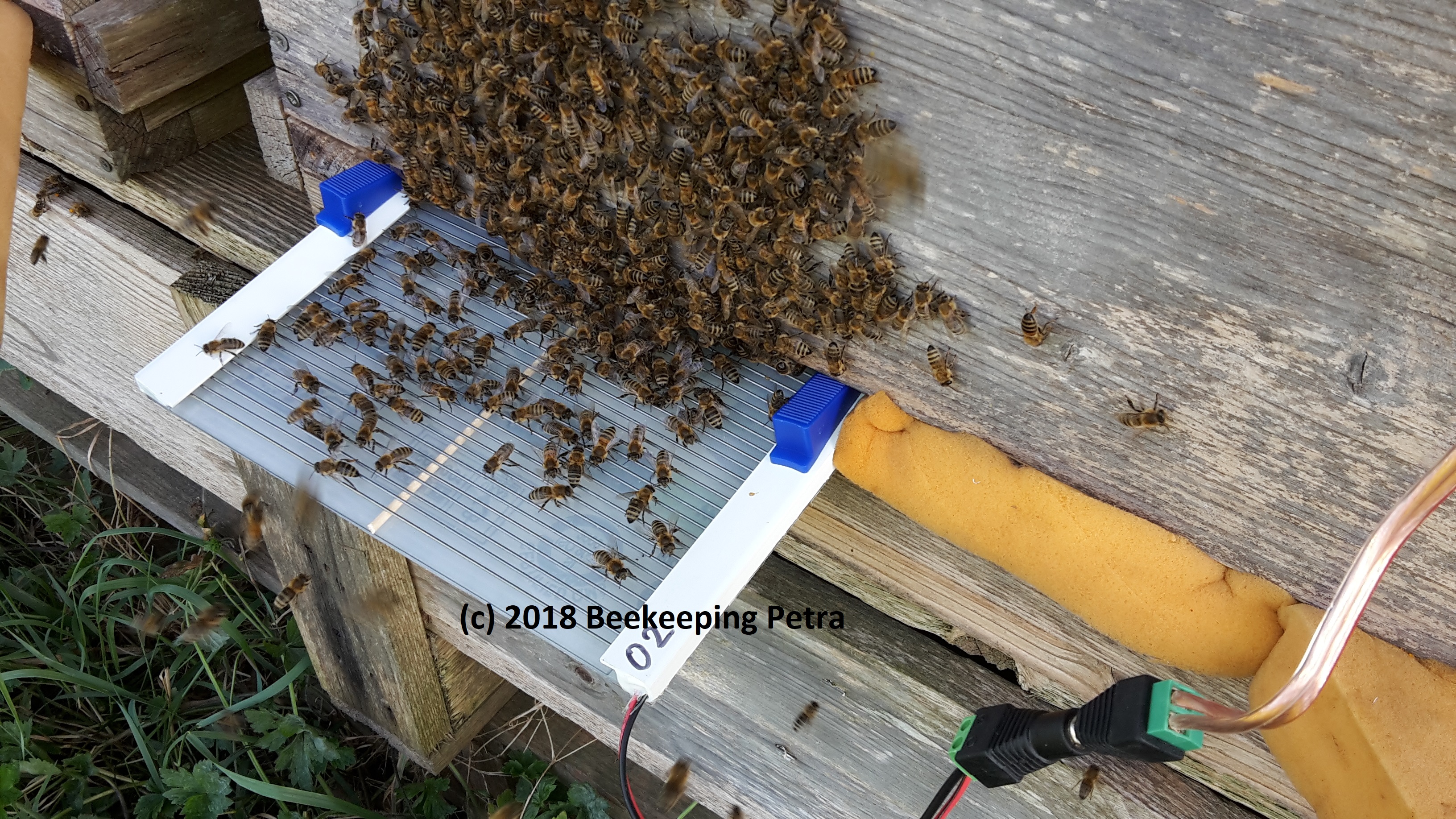 Bee Venom Apitoxin Apisinum Beekeeper Bert